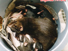 er was een rat!